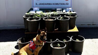 Sivas İl Jandarma Komutanlığı tarafından yürütülen operasyonlar sonucunda uyuşturucu ticaretine
