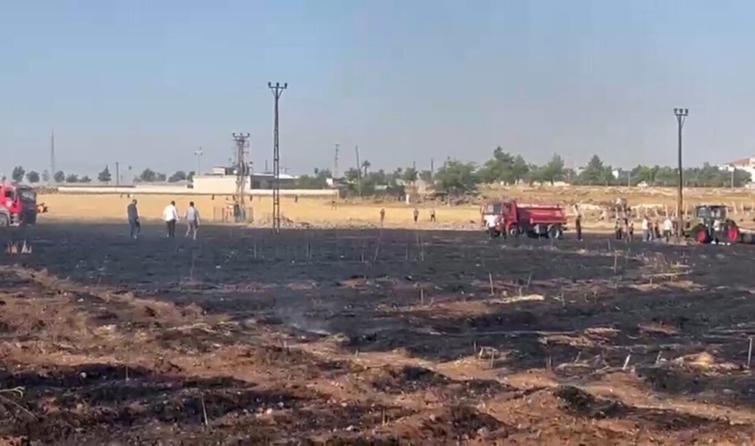 Şanlıurfa’nın Viranşehir ilçesinde meydana gelen yangında yaklaşık 60 dönüm büyük