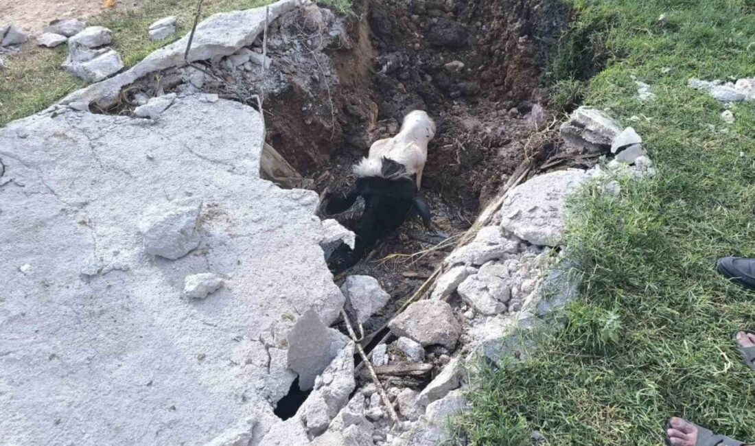 Şanlıurfa’nın Akçakale ilçesinde bir inek, foseptik çukuruna düştükten sonra itfaiye