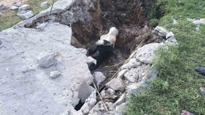 Şanlıurfa’nın Akçakale ilçesinde bir inek, foseptik çukuruna düştükten sonra itfaiye