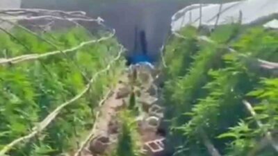 Hatay polis ekipleri tarafından gerçekleştirilen operasyonda, Samandağ ilçesindeki seralarda uyuşturucu