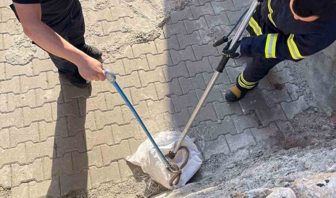 Siirt’in Çal Mahallesi’nde, yaklaşık 1,5 metre uzunluğundaki bir yılan, bir