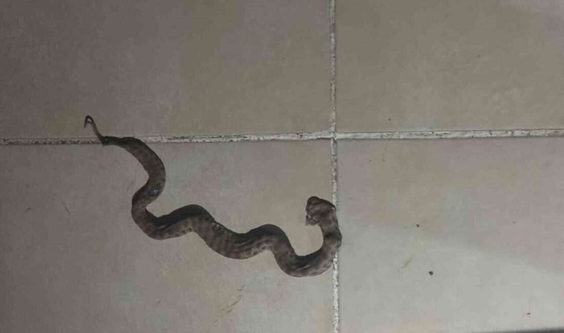 Siirt’in Kurtalan ilçesinde hava sıcaklıklarının yükselmesiyle birlikte yılanların yerleşim bölgelerinde