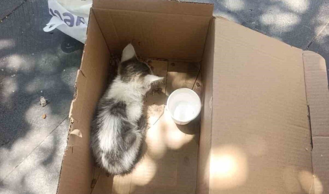 Siirt’te bir bankanın reklam panosuna sıkışan yavru kedi, AFAD ekipleri