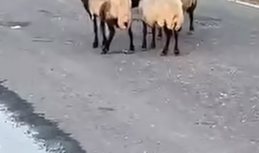 Siirt’te, iddiaya göre rögar kapağından sızan suyu içtikten sonra zehirlendikleri