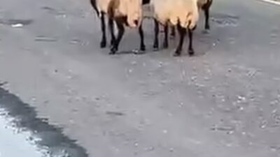 Siirt’te, iddiaya göre rögar kapağından sızan suyu içtikten sonra zehirlendikleri