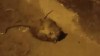 Batman ilindeki gece vaktinde, iki fare sokak ortasında karşı karşıya