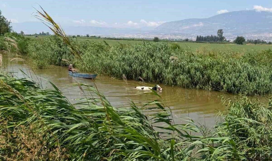 Kırıkhan ilçesinin Çiğoğlan Mahallesi’nde otlayan bir inek, su kanalına düştü