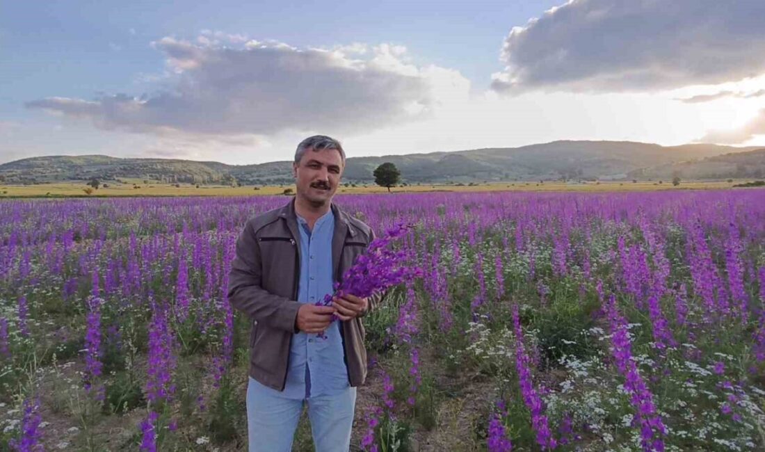 Yozgat ilinde, tarım arazilerinin nadasa bırakılması sonucu kendiliğinden yetişen mor