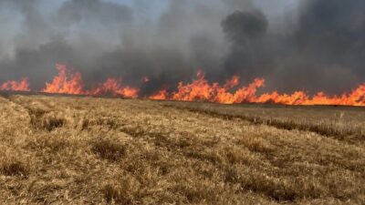 Hayrabolu ilçesindeki yangında, Buzağcı ile Büyükkarakarlı mahalleleri arasındaki buğday tarlasında