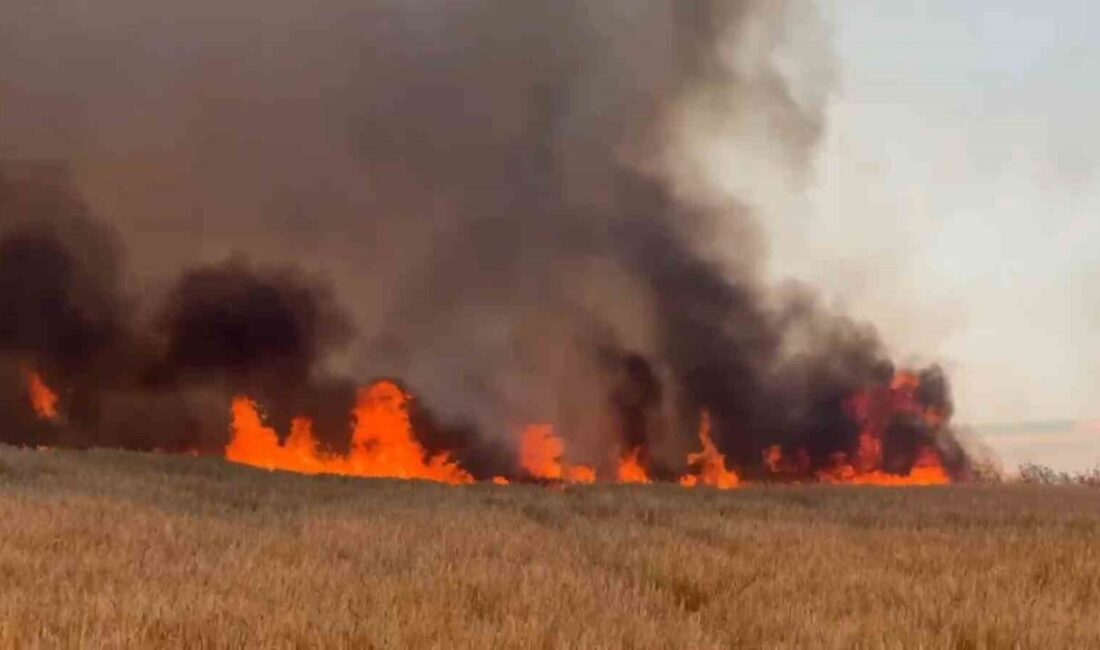 Tekirdağ’ın Süleymanpaşa ilçesinde meydana gelen yangında, yaklaşık 300 dönüm arazinin