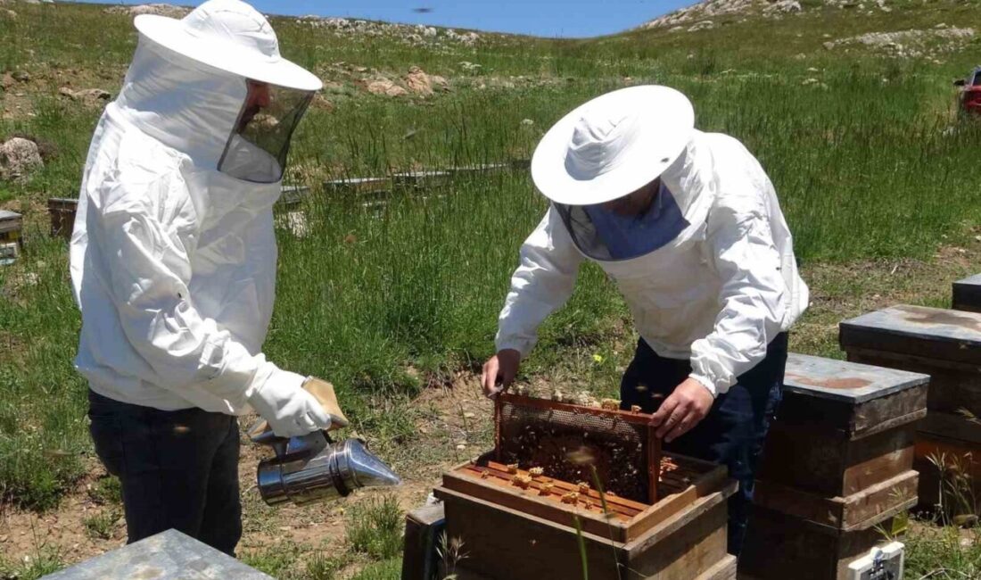 Mersin’in verimli arı üretim merkezlerinden biri olan 2 bin 400