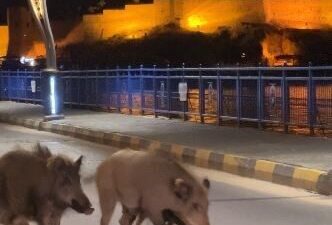 Aydın ve Muğla gibi Türkiye’nin turizm bakımından en canlı illerinden