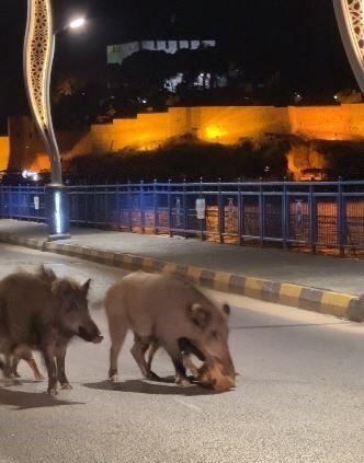 Aydın ve Muğla gibi Türkiye’nin turizm bakımından en canlı illerinden