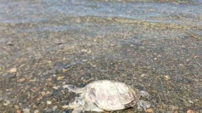 Muğla’nın Ula ilçesine bağlı turistik Gökçe Mahallesi sahilinde, ölmüş bir