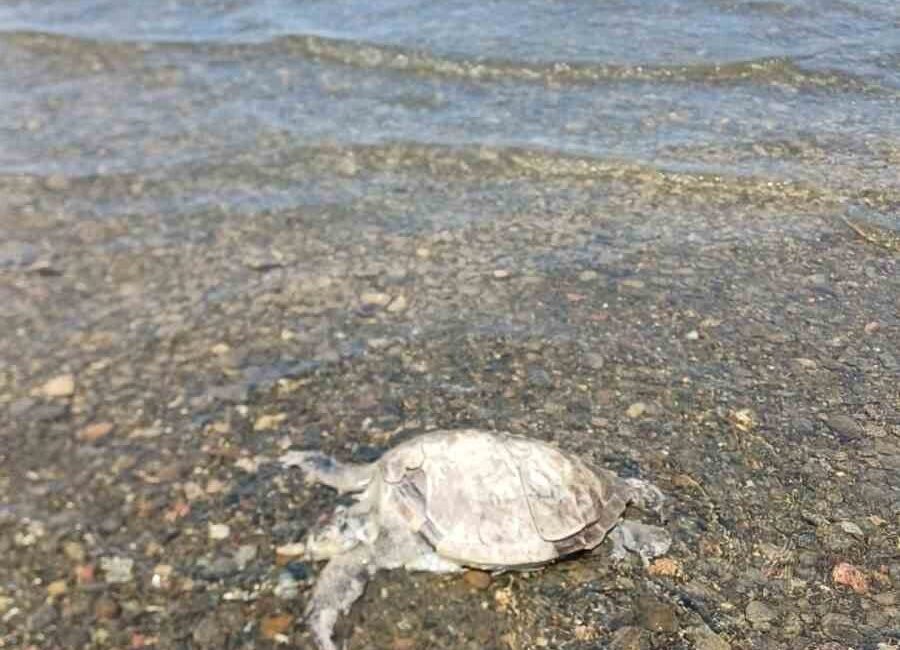 Muğla’nın Ula ilçesine bağlı turistik Gökçe Mahallesi sahilinde, ölmüş bir