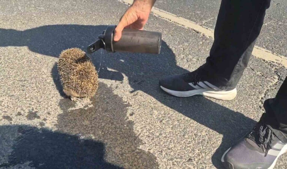 Marmaraereğlisi ile Çorlu ilçeleri arasında meydana gelen yangına dahil olan