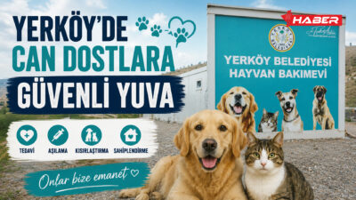 Yozgat’ta sahipsiz hayvanların korunması, tedavi edilmesi ve güvenli alanlarda yaşamlarını