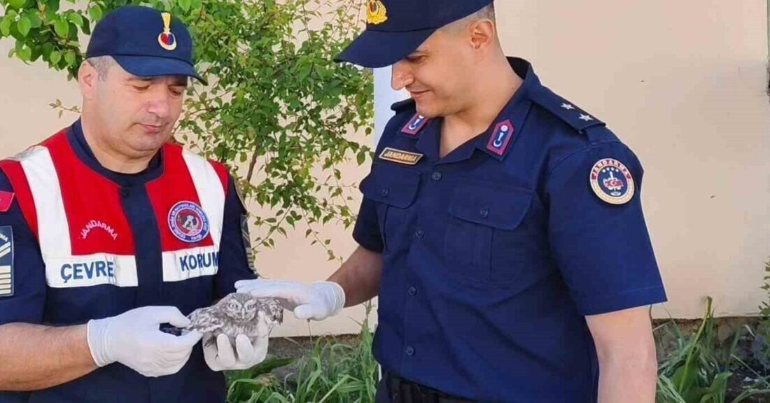 Yozgat’ta bir yavru baykuş, Jandarma ekipleri tarafından koruma altına alındı.