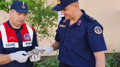 Yozgat’ta bir yavru baykuş, Jandarma ekipleri tarafından koruma altına alındı.
