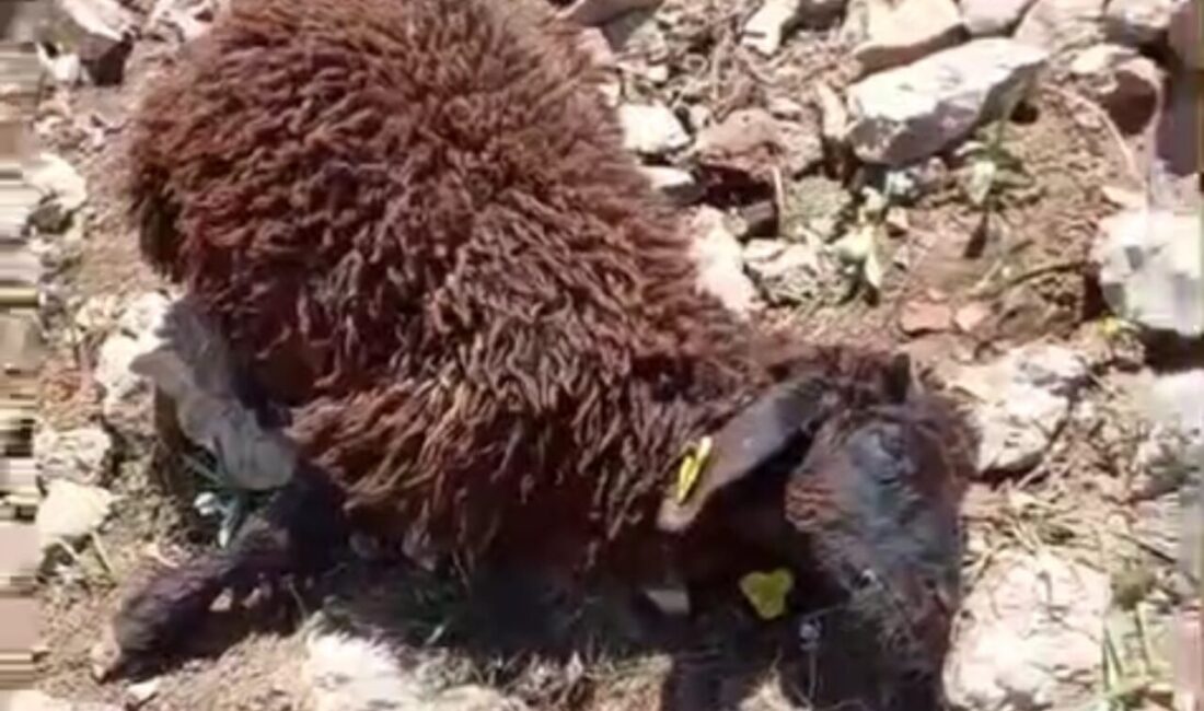 Hakkari’nin Yüksekova ilçesine bağlı bir köyde, merada otlayan bir sürü