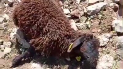 Hakkari’nin Yüksekova ilçesine bağlı bir köyde, merada otlayan bir sürü