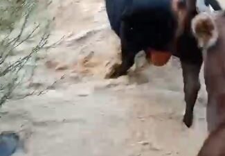 Artvin’in Yusufeli ilçesinde meydana gelen şiddetli yağışlar sonucu taşkınlar oluştu