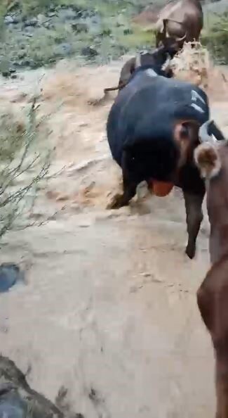 Artvin’in Yusufeli ilçesinde meydana gelen şiddetli yağışlar sonucu taşkınlar oluştu