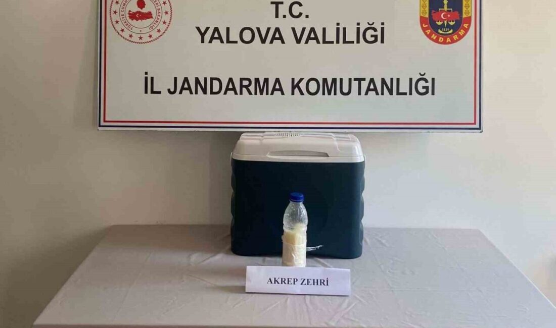 Yalova’da jandarmanın yürüttüğü operasyonda, gramı altından daha değerli olan akrep