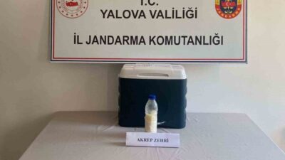 Yalova’da jandarmanın yürüttüğü operasyonda, gramı altından daha değerli olan akrep