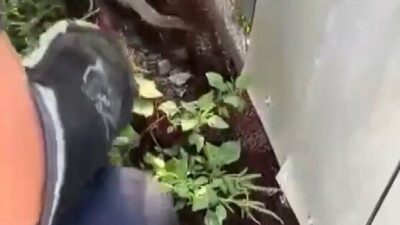 Hatay’da 2 yılan, yerleşim alanlarına girmesi üzerine itfaiye ekipleri tarafından