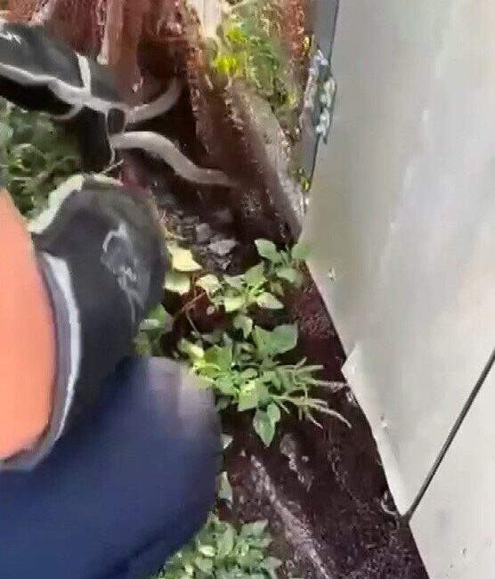 Hatay’da 2 yılan, yerleşim alanlarına girmesi üzerine itfaiye ekipleri tarafından