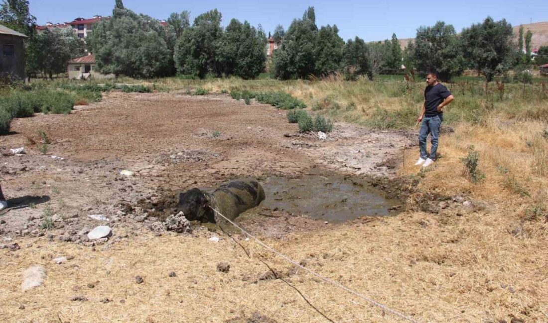 Sivas ilinde yaşanan olayda, Zara ilçesinde bir ahırdan kaçan kızgın