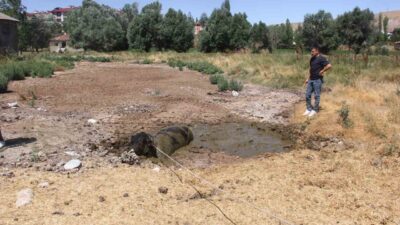 Sivas ilinde yaşanan olayda, Zara ilçesinde bir ahırdan kaçan kızgın