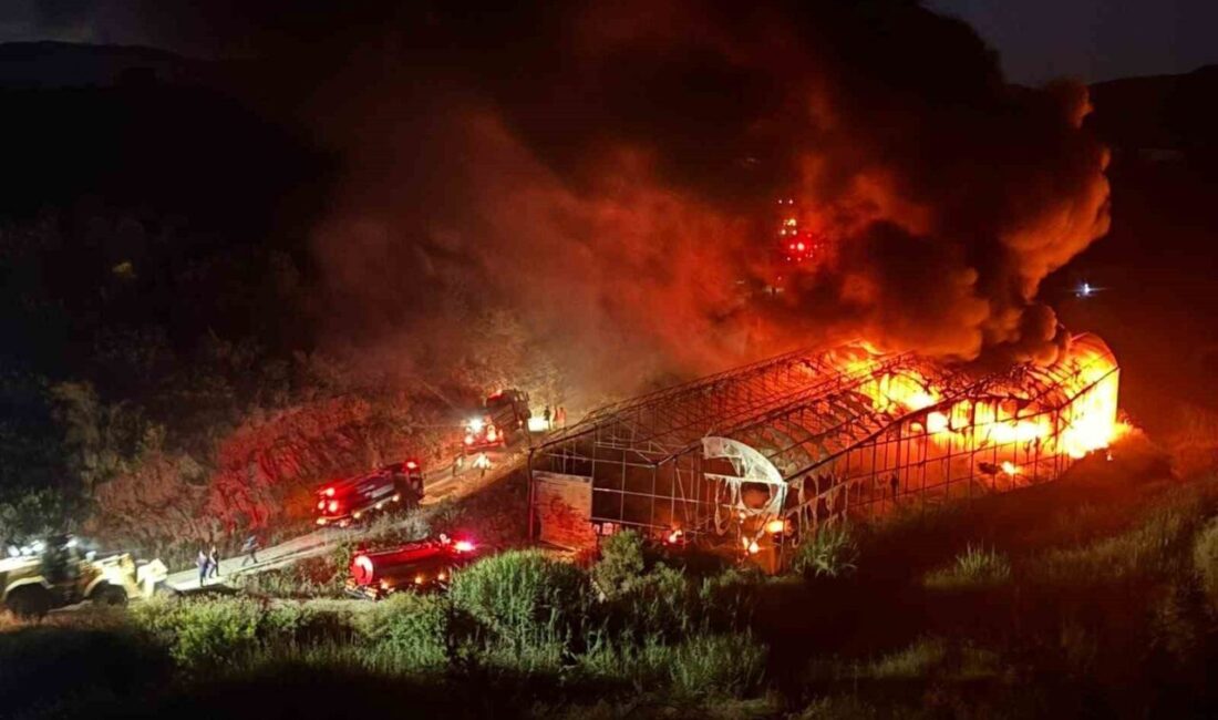 Antalya’da, Manavgat ilçesine bağlı Aşağı Işıklar Mahallesi’nde bulunan bir muz