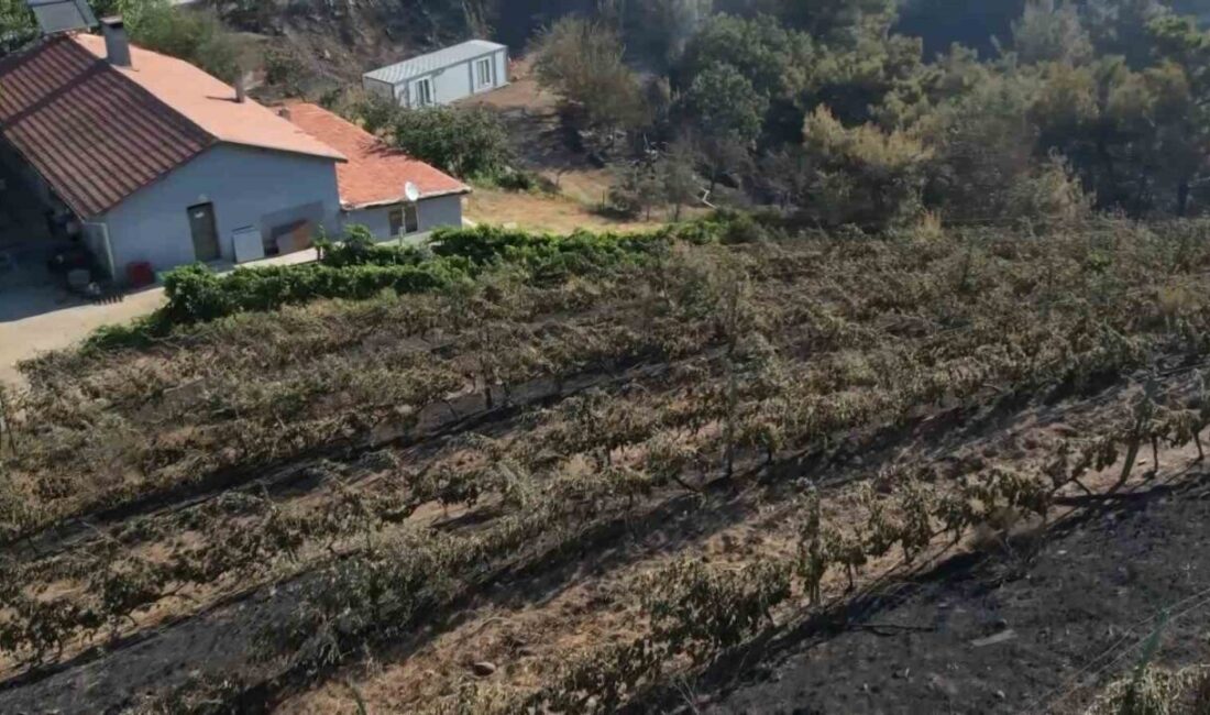 Balıkesir’in Gömeç ilçesinde devam eden orman yangını, tarımsal üretimi olumsuz