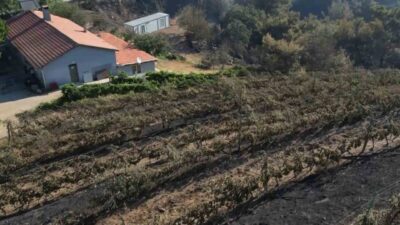 Balıkesir’in Gömeç ilçesinde devam eden orman yangını, tarımsal üretimi olumsuz