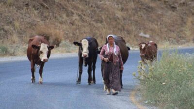 Aydın’ın Çine ilçesinde meydana gelen orman yangını hızla büyürken, canlarını
