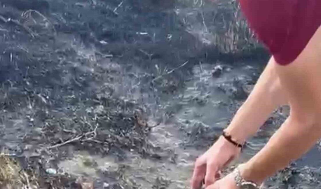 Denizli’nin Pamukkale ilçesinde, yerleşim alanına yakın bir otluk alanda başlayan