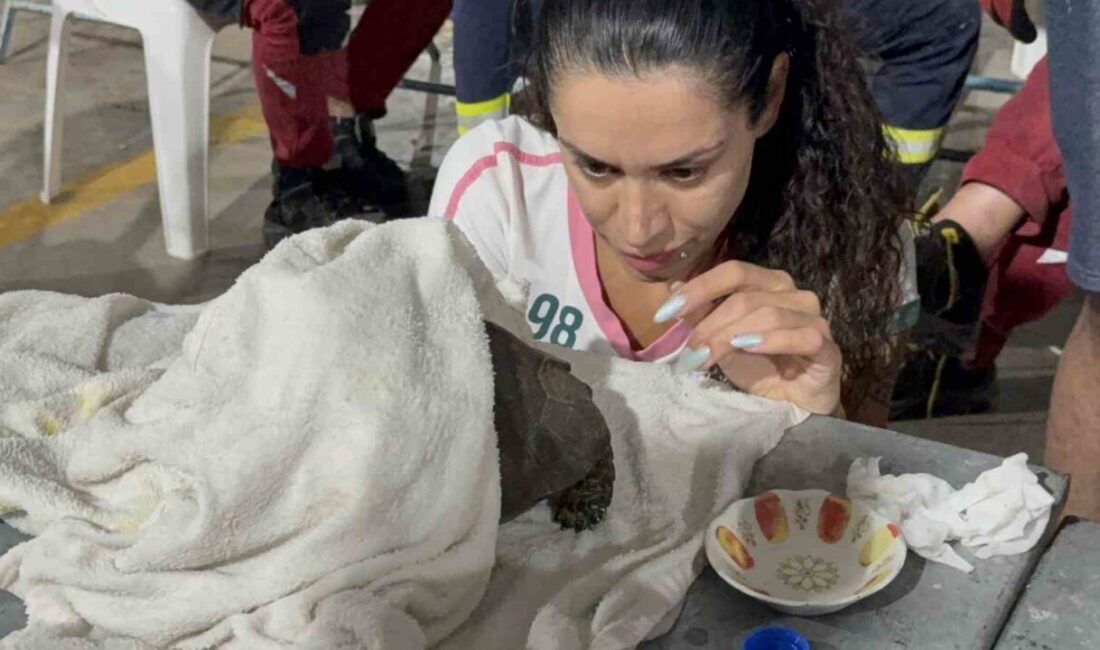 Muğla’nın Seydikemer ilçesinde meydana gelen orman yangını, sadece orman alanını