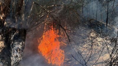 Beypazarı ilçesine bağlı Oymaağaç Mahallesi’nde meydana gelen orman yangını, itfaiye