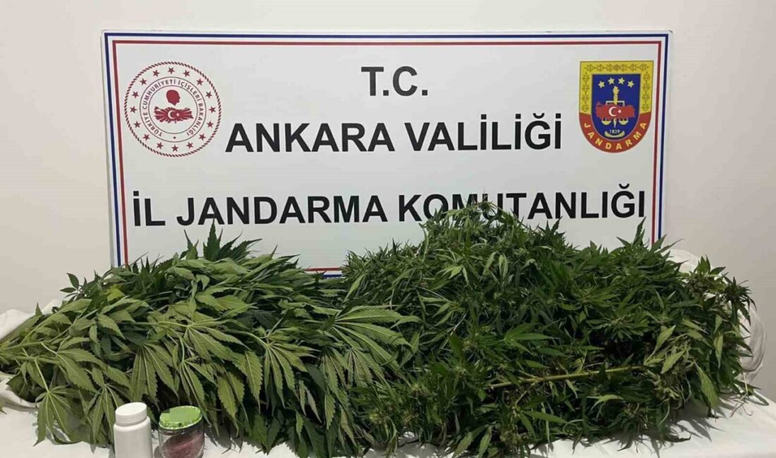 Ankara’da Jandarma ekipleri tarafından gerçekleştirilen narkotik operasyonunda yaklaşık 150 kök