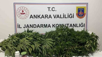Ankara’da Jandarma ekipleri tarafından gerçekleştirilen narkotik operasyonunda yaklaşık 150 kök