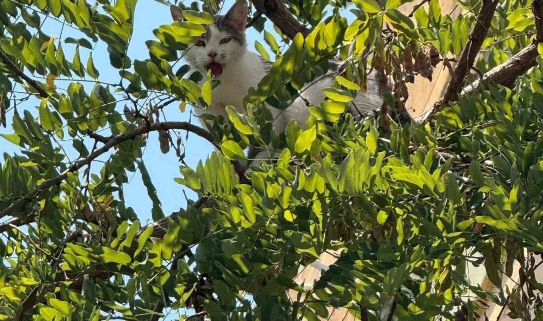 Alanya ilçesine bağlı Şekerhane Mahallesi Alaiye Caddesi Takavit Amat Sokak’ta