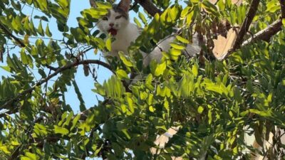 Alanya ilçesine bağlı Şekerhane Mahallesi Alaiye Caddesi Takavit Amat Sokak’ta