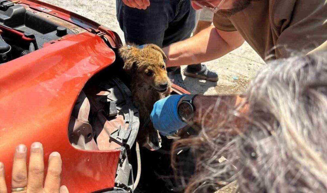 Söke ilçesinde bir aracın ön tamponuna sıkışan yavru köpeğin, İlçe