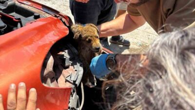 Söke ilçesinde bir aracın ön tamponuna sıkışan yavru köpeğin, İlçe