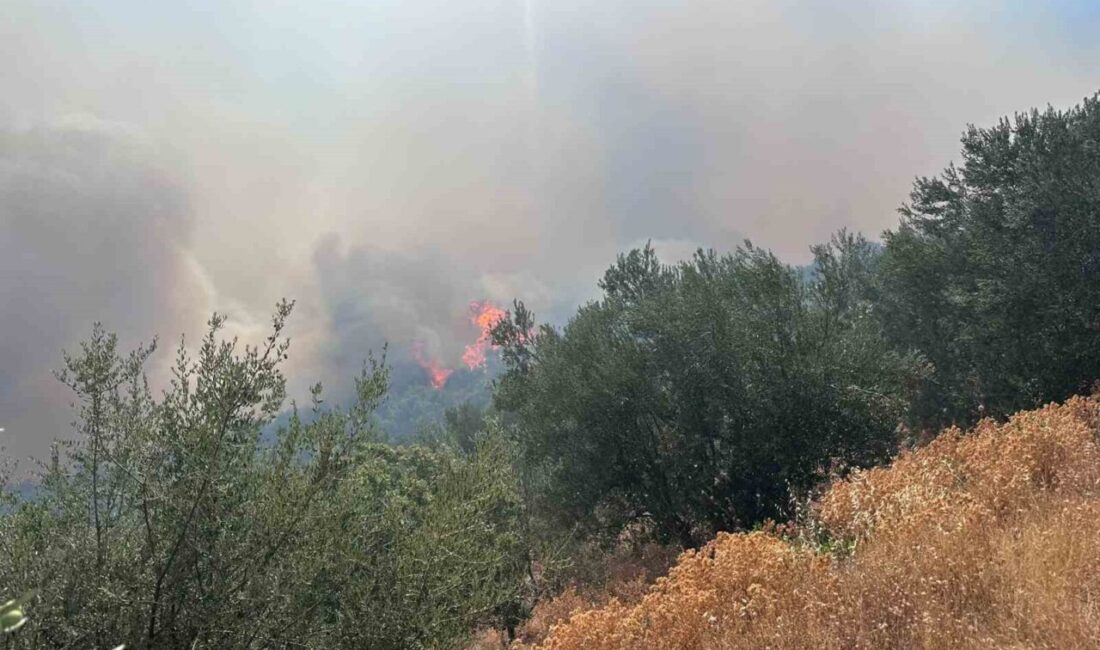 Çanakkale’nin Ayvacık ilçesinde bir arazide başlayan yangın ormanlık alana sıçradı.