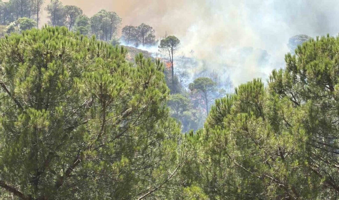 Balıkesir’in Ayvalık ilçesine bağlı Bağyüzü köyü yakınlarında yangın yeniden başladı.
