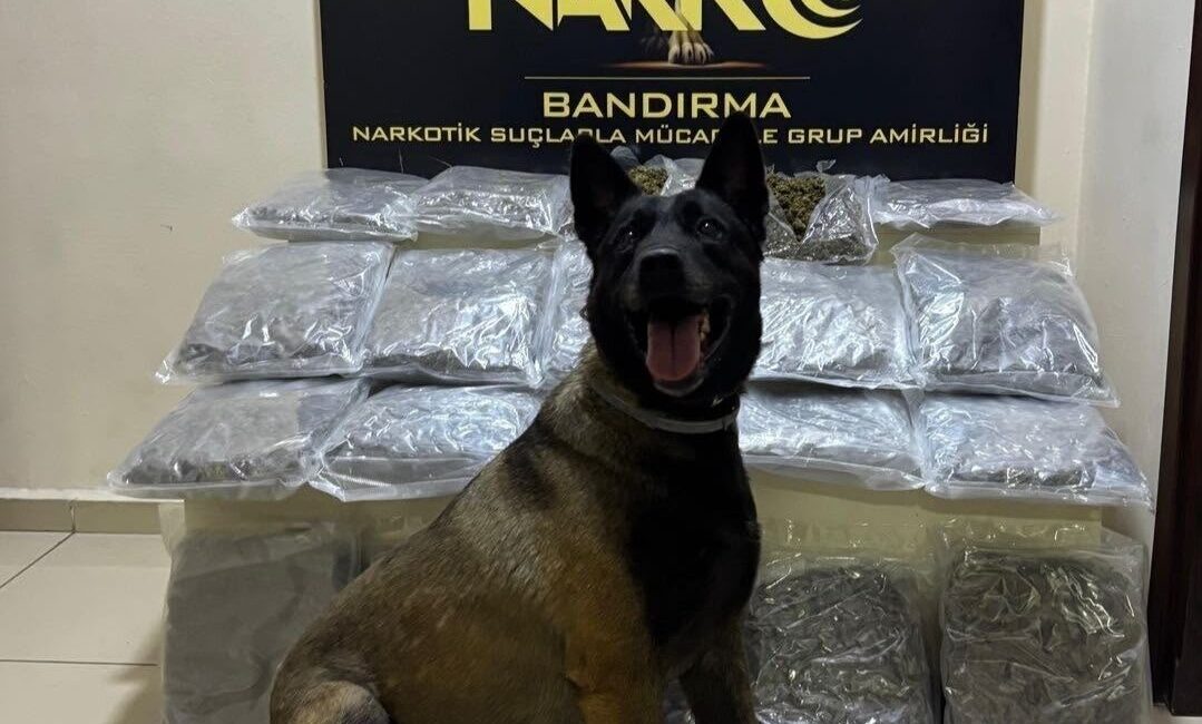 Bandırma ilçesinde narkotik ekipleri tarafından gerçekleştirilen operasyonda, narkotik arama köpeği